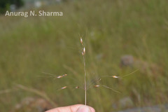 Chrysopogon fulvus